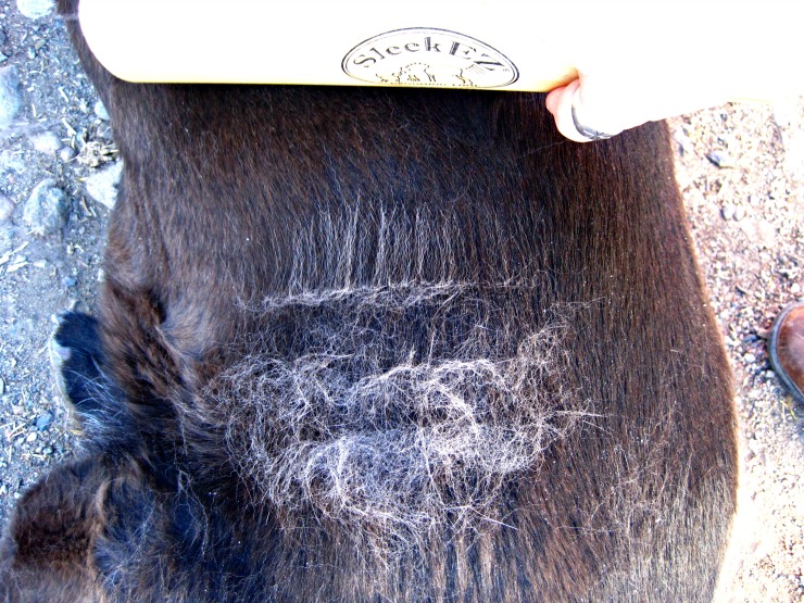 pet groomer dog groomer shedding shed dog hair pet hair brush review