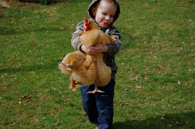 Chicken carry | Reformation Acres child carrying chicken