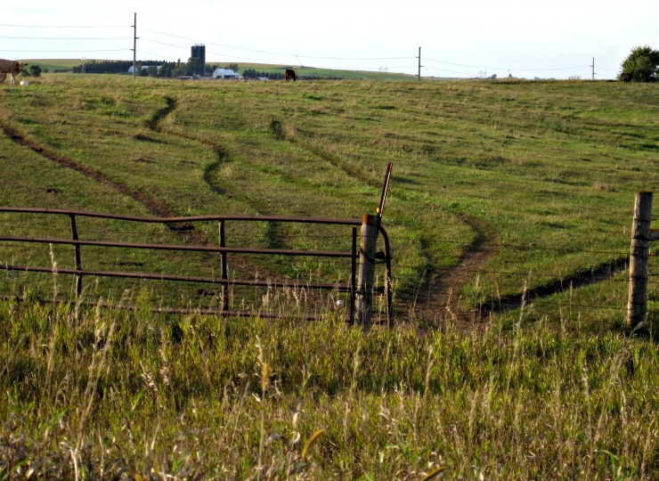 Cow paths in pasture cattle trail cow path dirt trail through pasture grass by fence