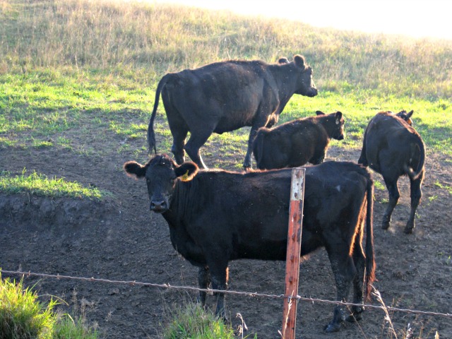 Cattle in a pasture cattle cows calf bovine pasture barbed wire fence hill sunset