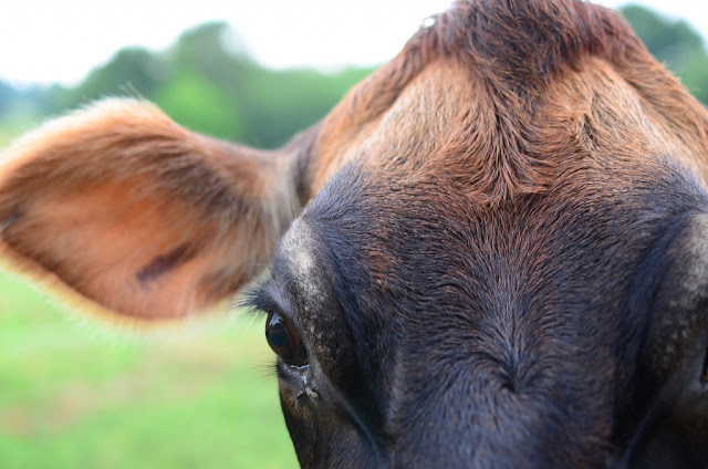 Jersey Cow | Reformation Acres cow face closeup jersey